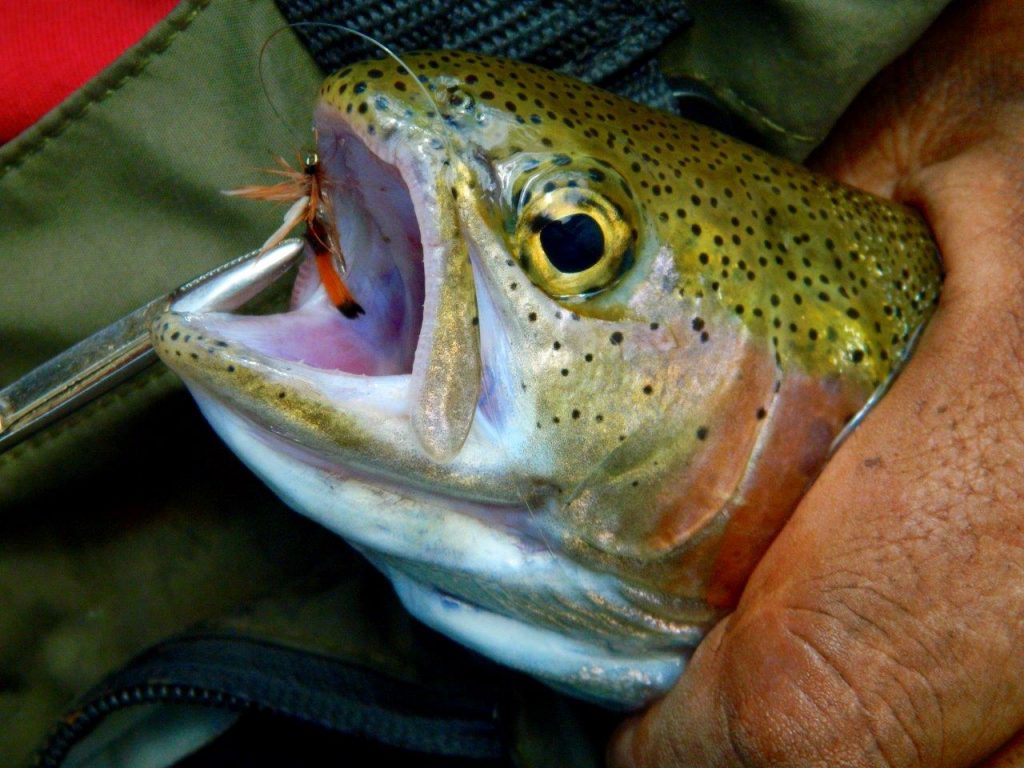 Kettle River trout